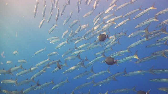 Flock of Barracudas near Coral Reefs