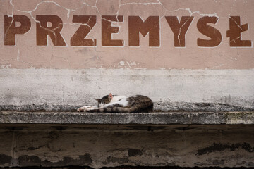 Kot dachowiec leżący pod napisem "przemysł". © Jacek