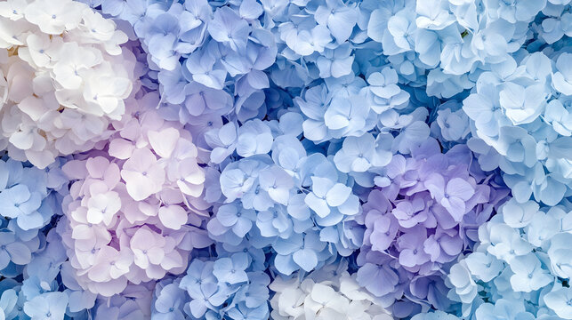 A soft pastel background covered with blooming hydrangeas in shades of blue and purple