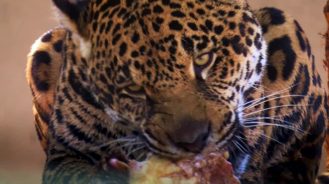 One Jaguar (Panthera onca) feeding