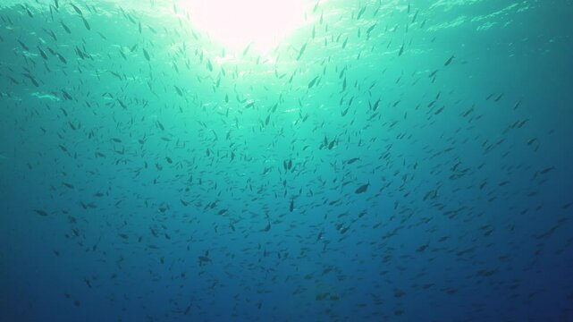 Tropical Fish on Vibrant Coral Reef