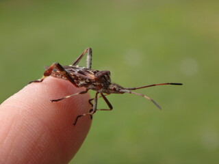 Title: The western conifer seed bug (Leptoglossus occidentalis) sitting on a human finger