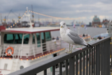 Curious seagull perches on a railing overlooking Port of Hamburg with fairy lights of a tour boat in the bokeh background.