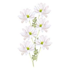 chamomile with leaves composition watercolor illustration isolated on white background base for design of postcards textile tableware wedding invitations