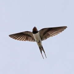 Barn swallow