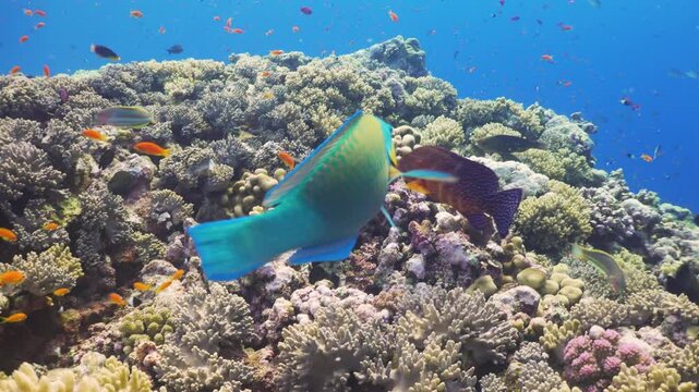 Tropical Fish on Vibrant Coral Reef