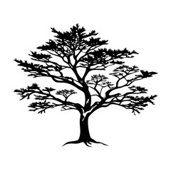 Obraz premium yew--tree-silhouette