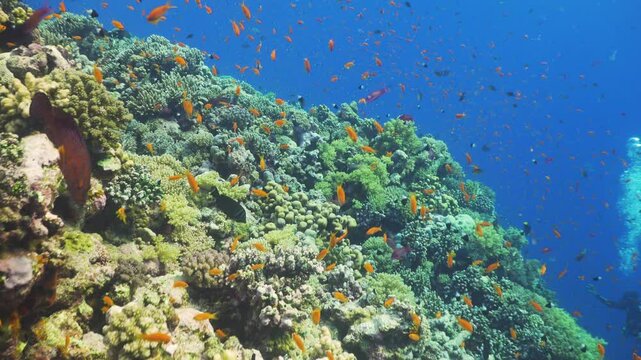 Tropical Fish on Vibrant Coral Reef