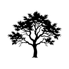 Yellow-poplar--tree-silhouette