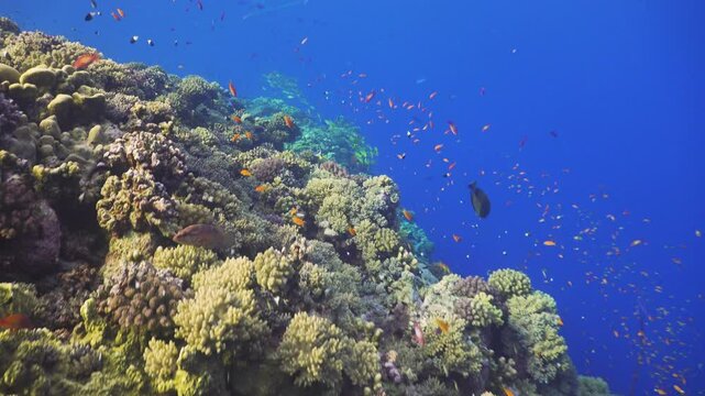 Tropical Fish on Vibrant Coral Reef