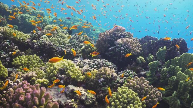 Tropical Fish on Vibrant Coral Reef