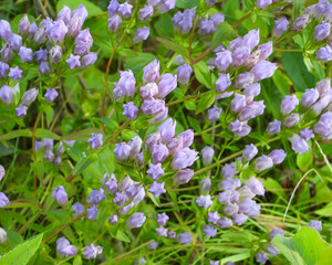 Gentianella quinquefolia (Stiff Gentian) Native North American Prairie Wildflower
