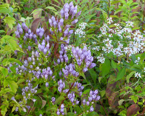 Fototapeta premium Gentianella quinquefolia (Stiff Gentian) Native North American Prairie Wildflower