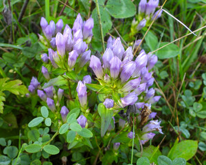 Gentianella quinquefolia (Stiff Gentian) Native North American Prairie Wildflower