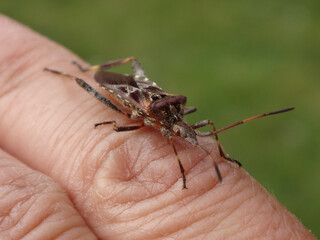The western conifer seed bug (Leptoglossus occidentalis) sitting on a human finger