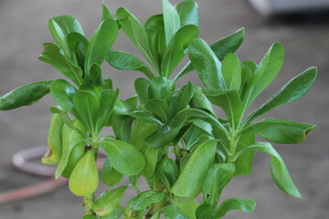 Scaevola Leaves