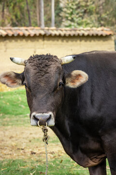 Toro criollo de color marr&oacute;n en paisaje andino