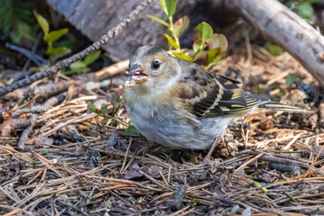 Brambling 