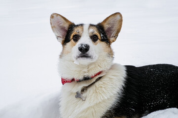 Dog. Welsh Corgi Pembroke. A joyful, thoroughbred dog in the snow. Pet
