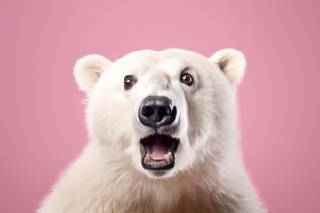 Bear wildlife portrait mammal.