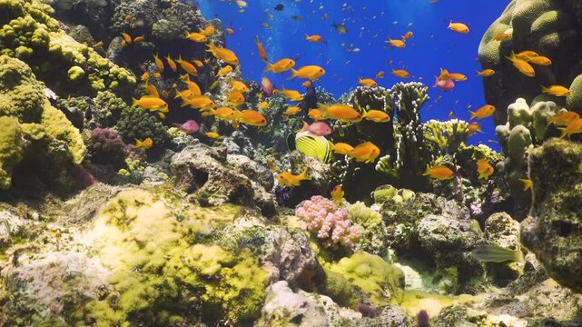 Tropical Fish on Vibrant Coral Reef