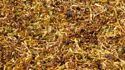 Abstract shapes, patterns and textures of shredded tobacco leaves dried in the sun. Tobacco leaves...