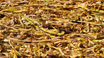 Abstract shapes, patterns and textures of shredded tobacco leaves dried in the sun. Tobacco leaves as raw material for making cigarettes.For graphic design or banner background