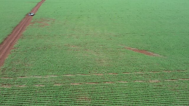 drone footage of a corn field