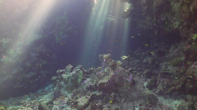Tropical Fish on Vibrant Coral Reef