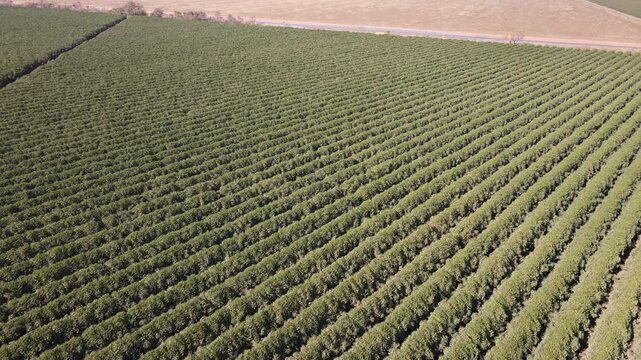 drone footage of a coffee field