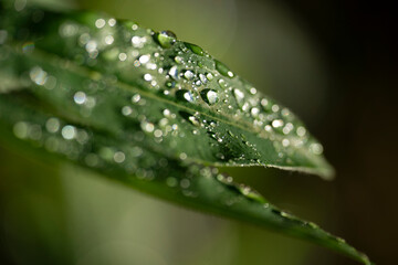 dew on a leaf, medelpad,bergafjärden.sverige,sweden,norrland,mats,summer