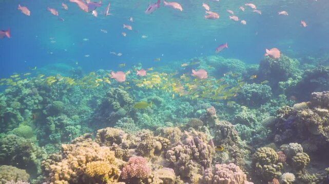 Tropical Fish on Vibrant Coral Reef
