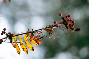 autumn leaves in the forest, medelpad,bergafjärden.sverige,sweden,norrland,mats,summer