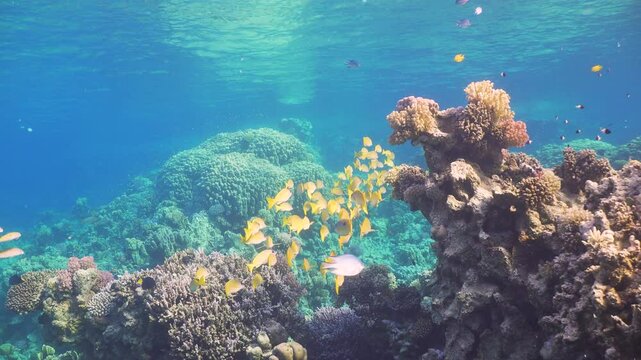 Tropical Fish on Vibrant Coral Reef