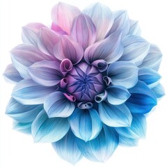Fototapeta premium Aesthetic flower blossom dahlia plant.