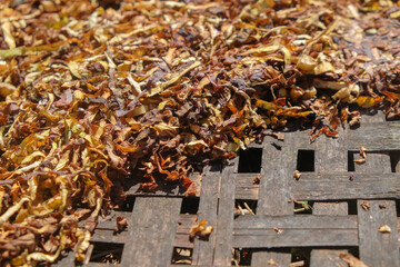 Close up of abstract shapes, patterns and textures of chopped tobacco leaves dried in the sun on a...