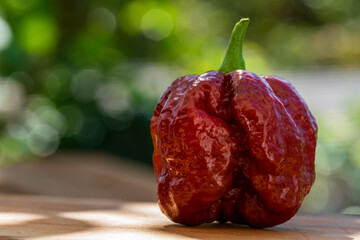 Close up view to a collection of brown hot chili Trinidad Scorpion style with beautiful bokeh background