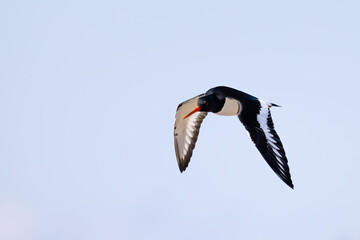 oystercatcher