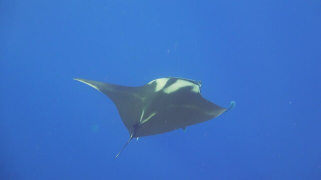 Manta Ray on Coral Reef