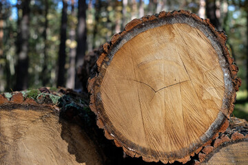 Piled cut tree oak trunks for timber trade on the forest background. Trade in raw wood. Mockup....