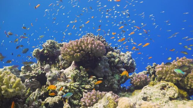 Tropical Fish on Vibrant Coral Reef