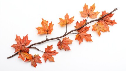 Fototapeta premium A branch with autumn leaves isolated on a white background.