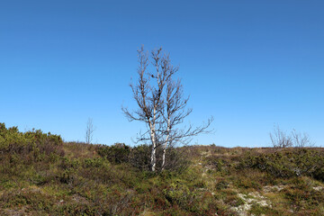 Birch in the Mountain