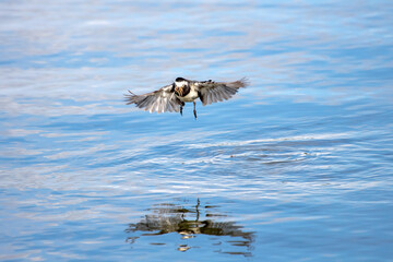 Pied Wagtail, Motacilla alba, hunting flying insects over water with a beak full of insects
