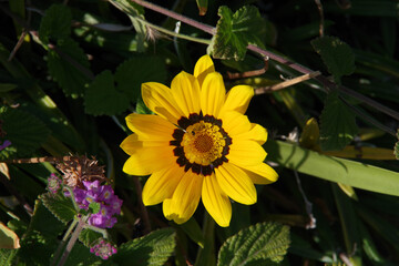 Bright yellow marguerite African daisy flower