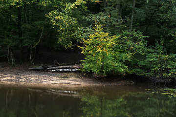 pond in the park
