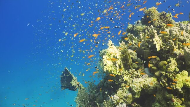 Tropical Fish on Vibrant Coral Reef