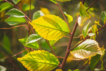 Beautiful multi-colored autumn leaves of trees. Autumn nature in different color shades.