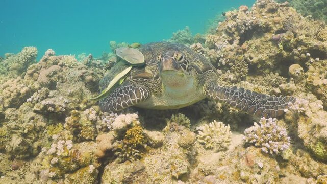 Turtle Swimming in Blue Water