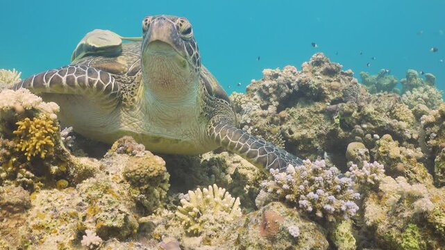 Turtle Swimming in Blue Water